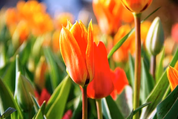 Bungalowpark de Gouden Spar 4 in Noordwijk - Foto 40 van 40