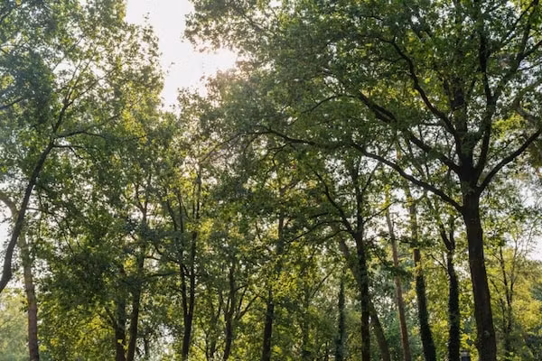 Vakantiepark De Rimboe & De Woeste Hoogte 2 in Hoenderloo - Foto 40 van 40