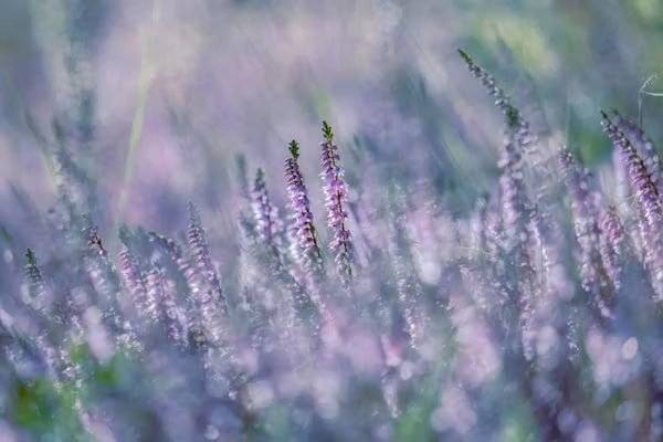 Bospark 't Wolfsven 7 in Mierlo - Foto 34 van 34