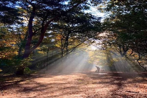 Bospark 't Wolfsven 8 in Mierlo - Foto 30 van 30