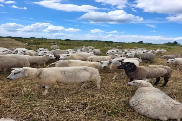 Aan de dwarsgracht in Giethoorn - Foto 40 van 40