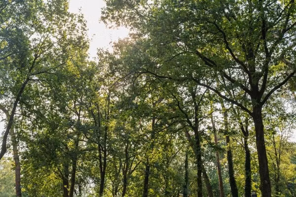 Vakantiepark De Rimboe & De Woeste Hoogte 21 in Hoenderloo - Foto 40 van 40