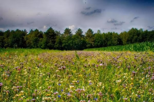Vakantiepark Schaijk 12 in Schaijk - Foto 40 van 40