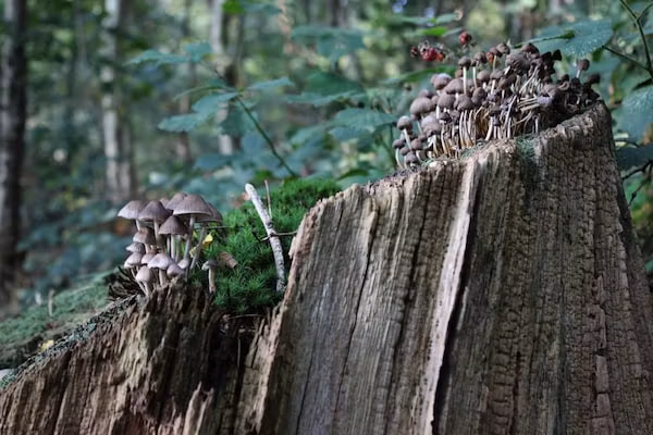 Dwergarend 17-34 in Voorthuizen - Foto 39 van 39