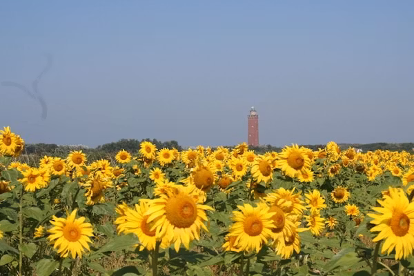 245449 in Ouddorp - Foto 20 van 20