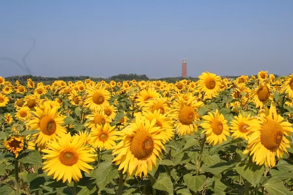 245448 in Ouddorp - Foto 20 van 20