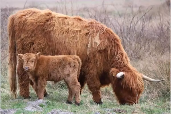 Strandslag 223 in Julianadorp aan Zee - Foto 29 van 29