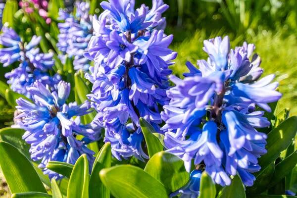 Garnekuul 49 in Callantsoog - Foto 16 van 16