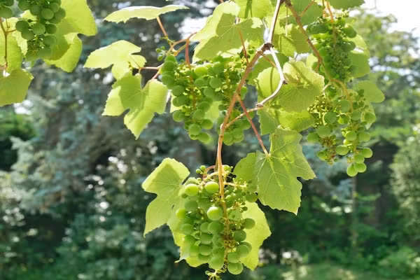 Banjaard - Schulte in Kamperland - Foto 23 van 23