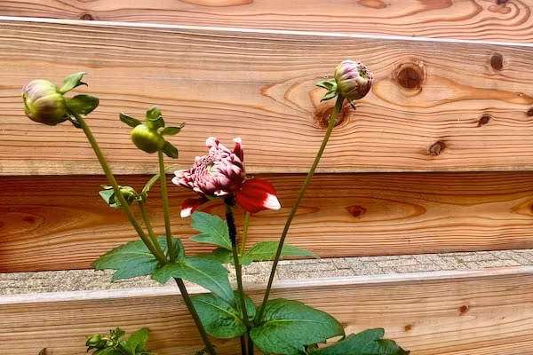 Casa Divera in Noordwijkerhout - Foto 34 van 34