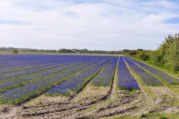 Vakantiepark de Krim 2 in De Cocksdorp Texel - Foto 40 van 40