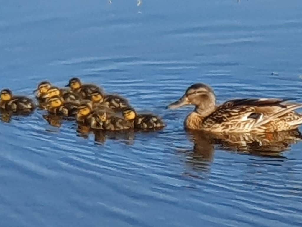 341513 in NB Callantsoog - Foto 21 van 23