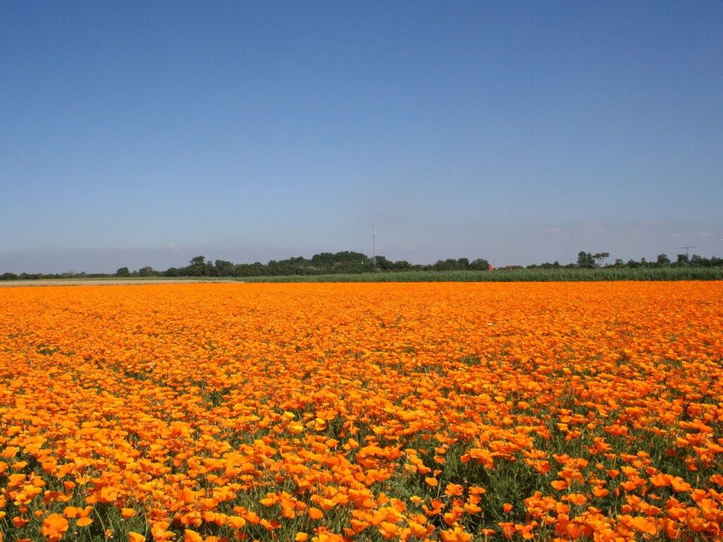 179242 in Ouddorp - Foto 28 van 35