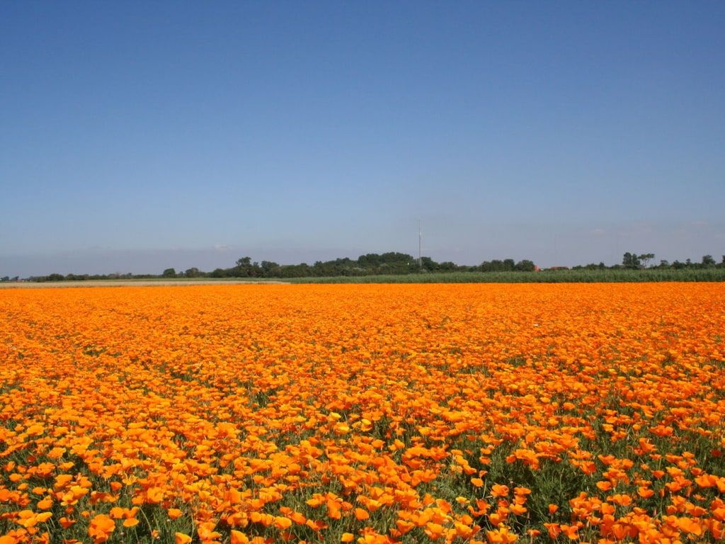 245440 in Ouddorp - Foto 31 van 34