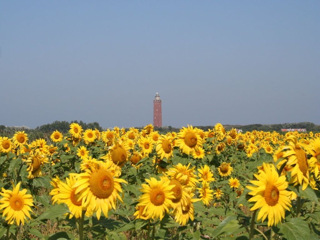 245440 in Ouddorp - Foto 32 van 34