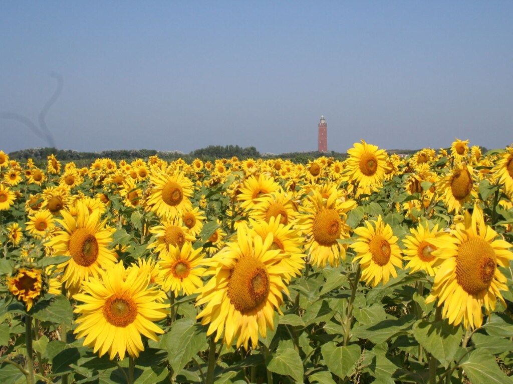 De omgeving van 261097 in Ouddorp