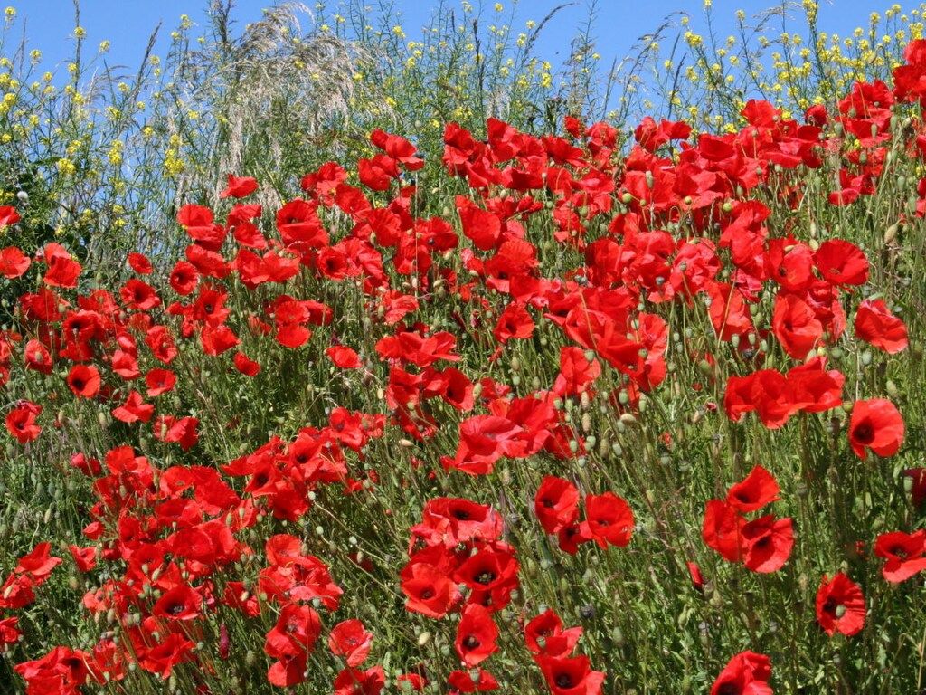 245442 in Ouddorp - Foto 16 van 20