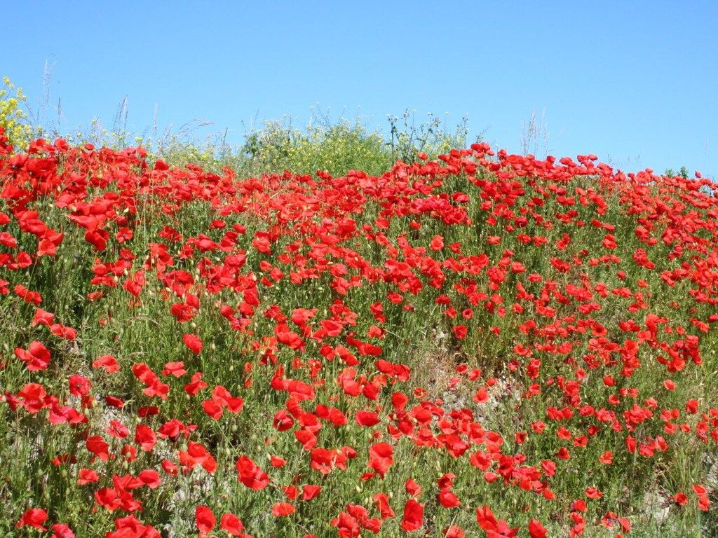 126463 in ouddorp - Foto 18 van 25
