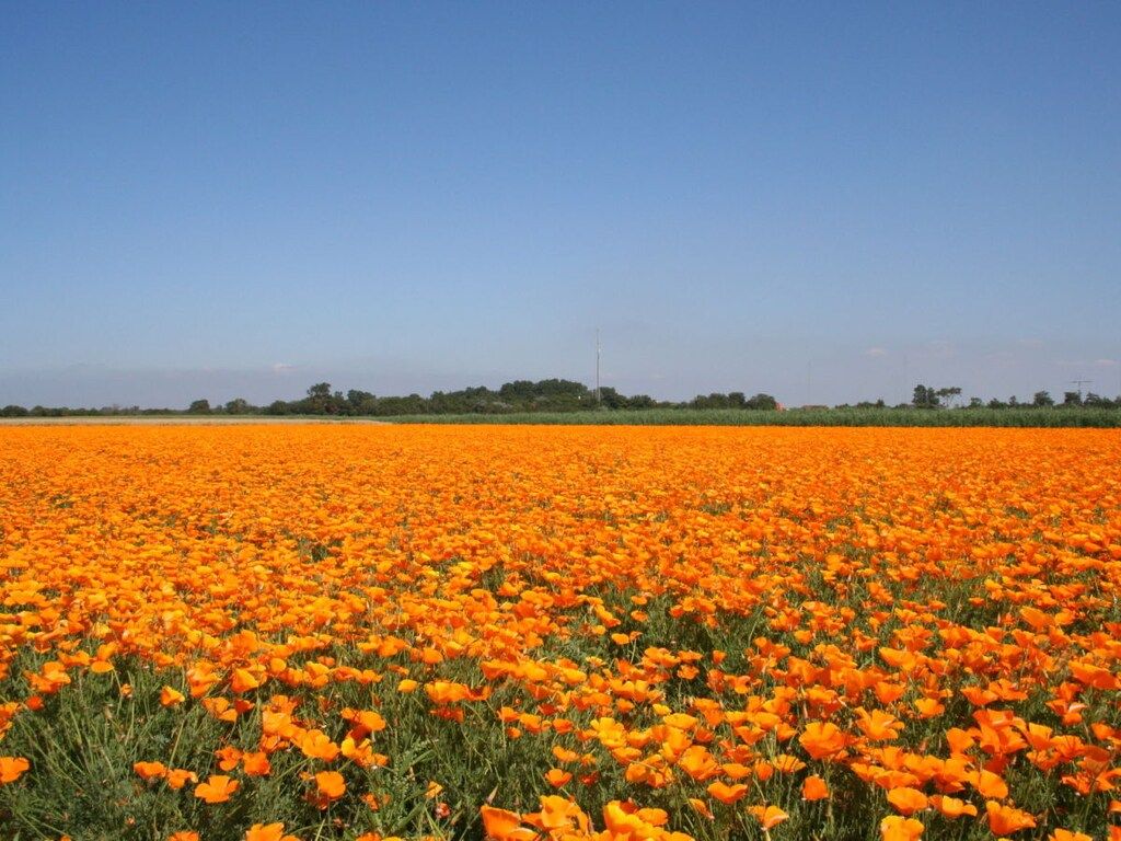 126463 in ouddorp - Foto 22 van 25