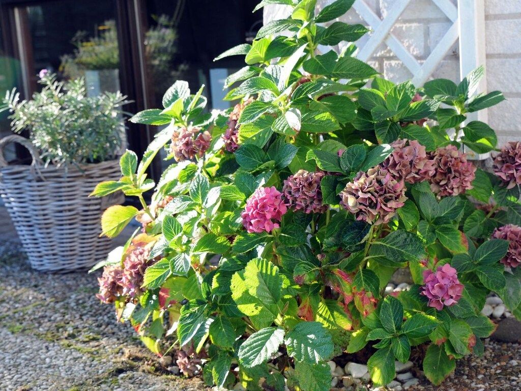 165148 in De Cocksdorp - Foto 23 van 26