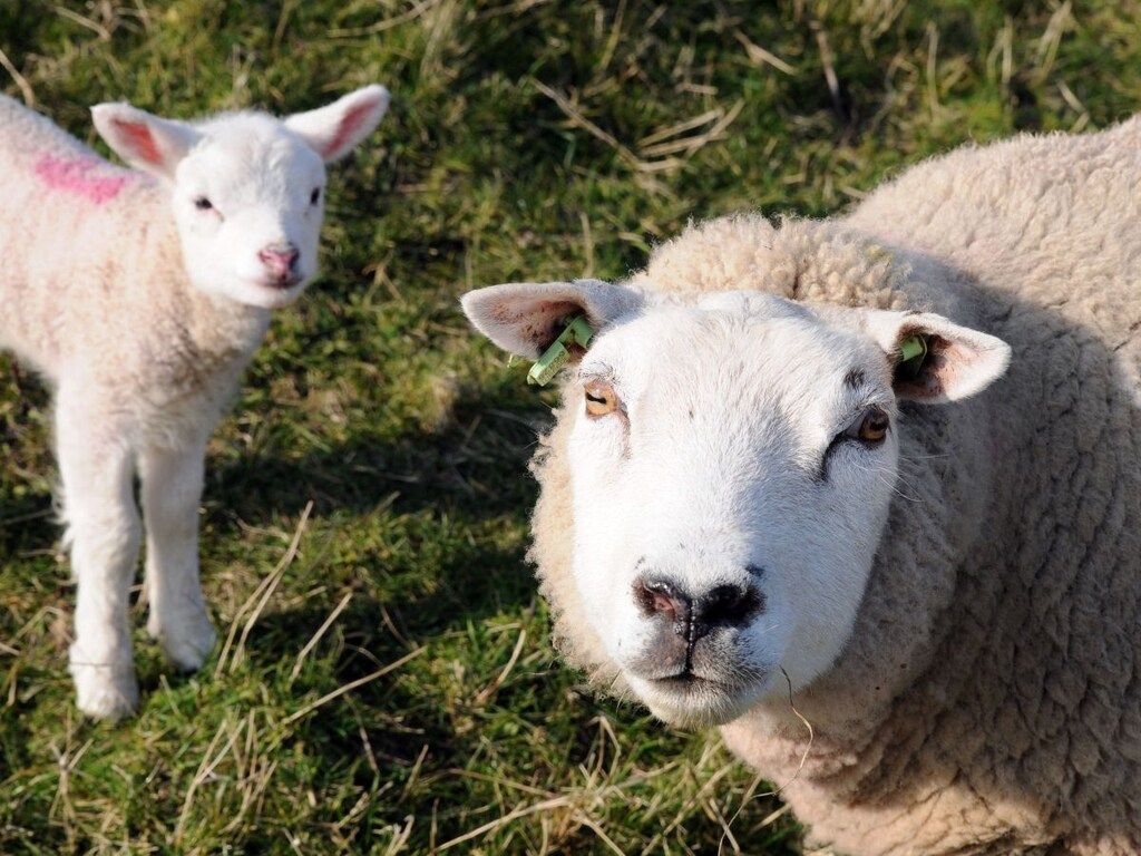 165148 in De Cocksdorp - Foto 24 van 26
