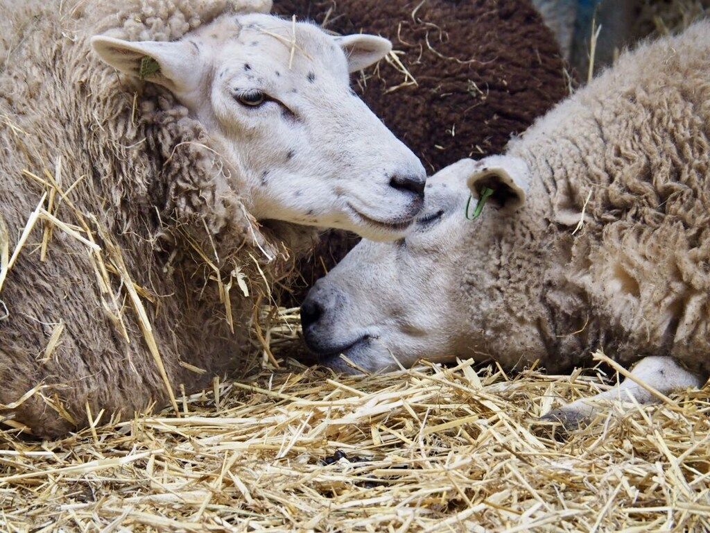 298007 in De Koog - Foto 33 van 41