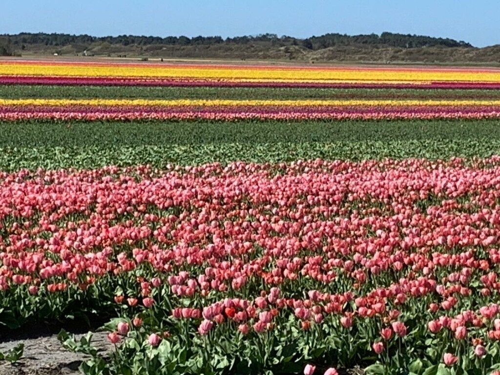 120299 in Sint Maartenzee - Foto 23 van 23