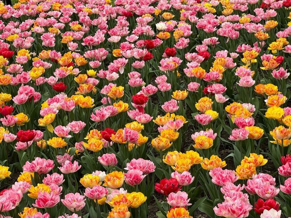 580184 in Julianadorf - Foto 3 van 16