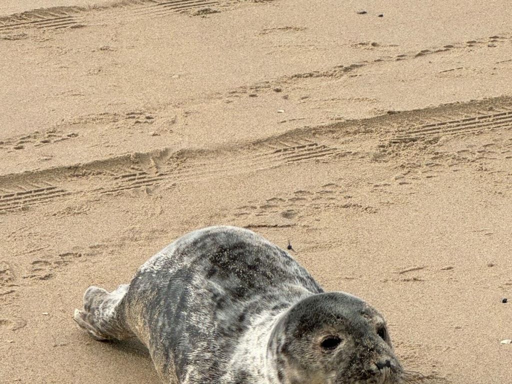 580184 in Julianadorf - Foto 4 van 16