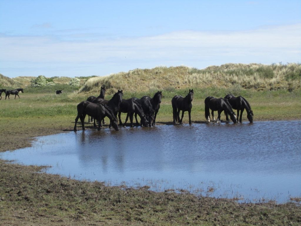 44615 in Buren Ameland - Foto 10 van 20