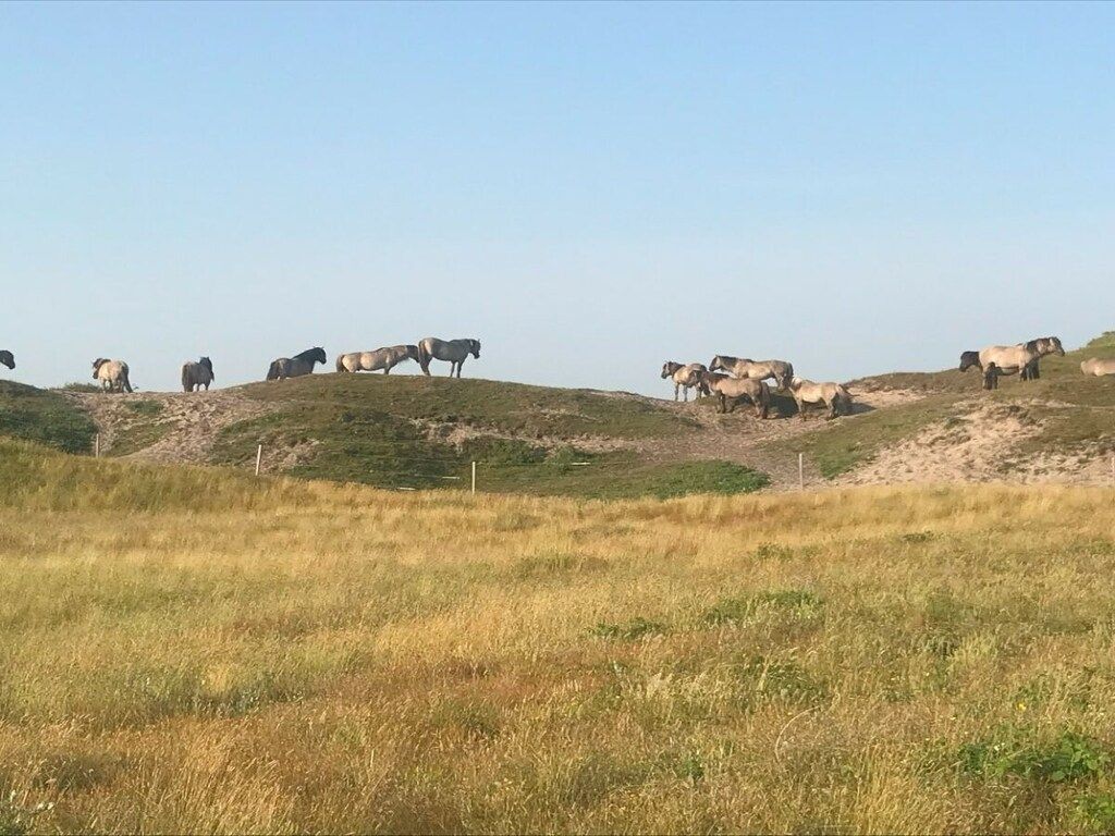 620577 in De Cocksdorp - Foto 26 van 29
