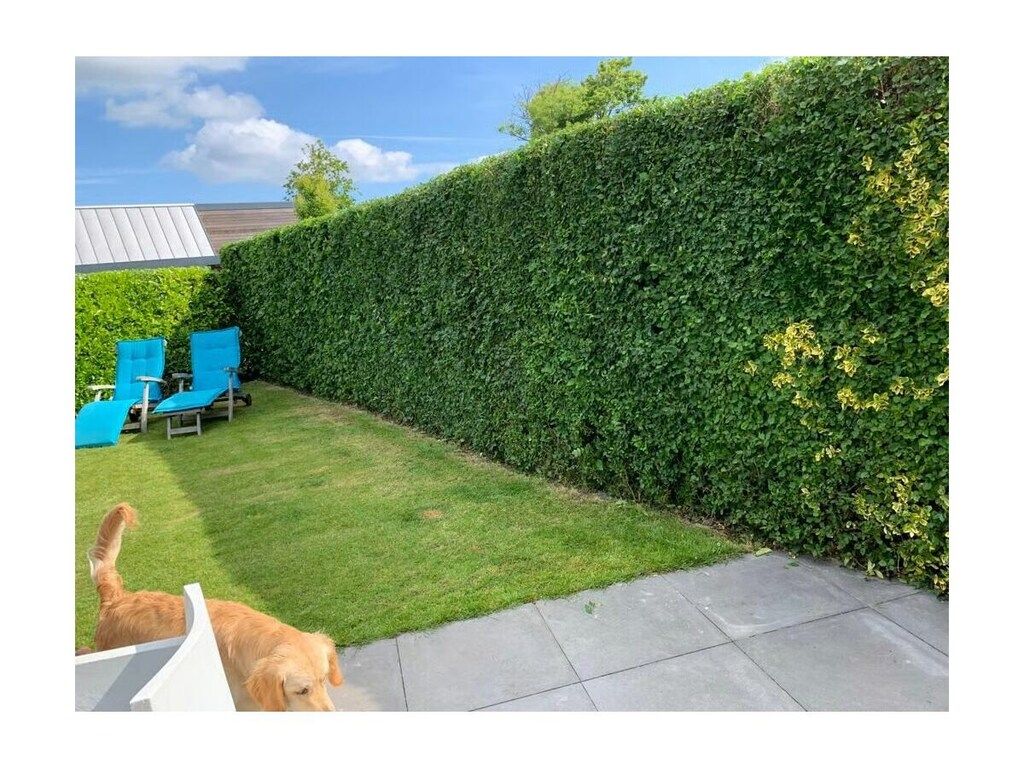 637765 in Zoutelande - Foto 15 van 69