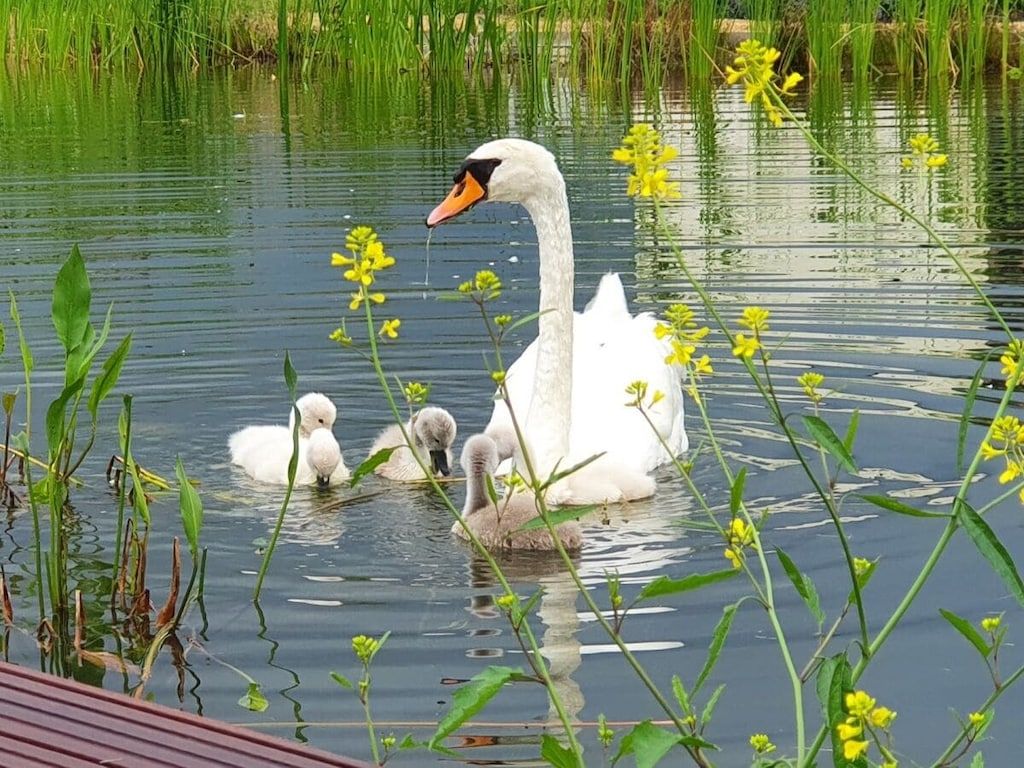 294166 in Olburgen - Foto 7 van 33