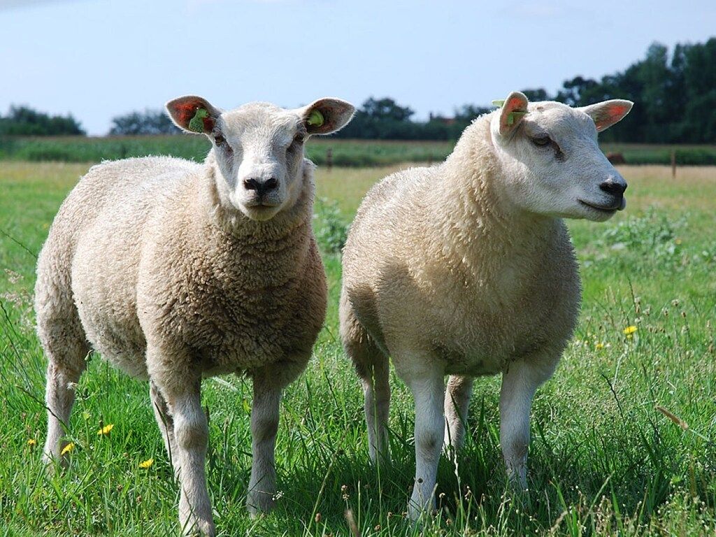 40267 in Texel - Foto 23 van 28