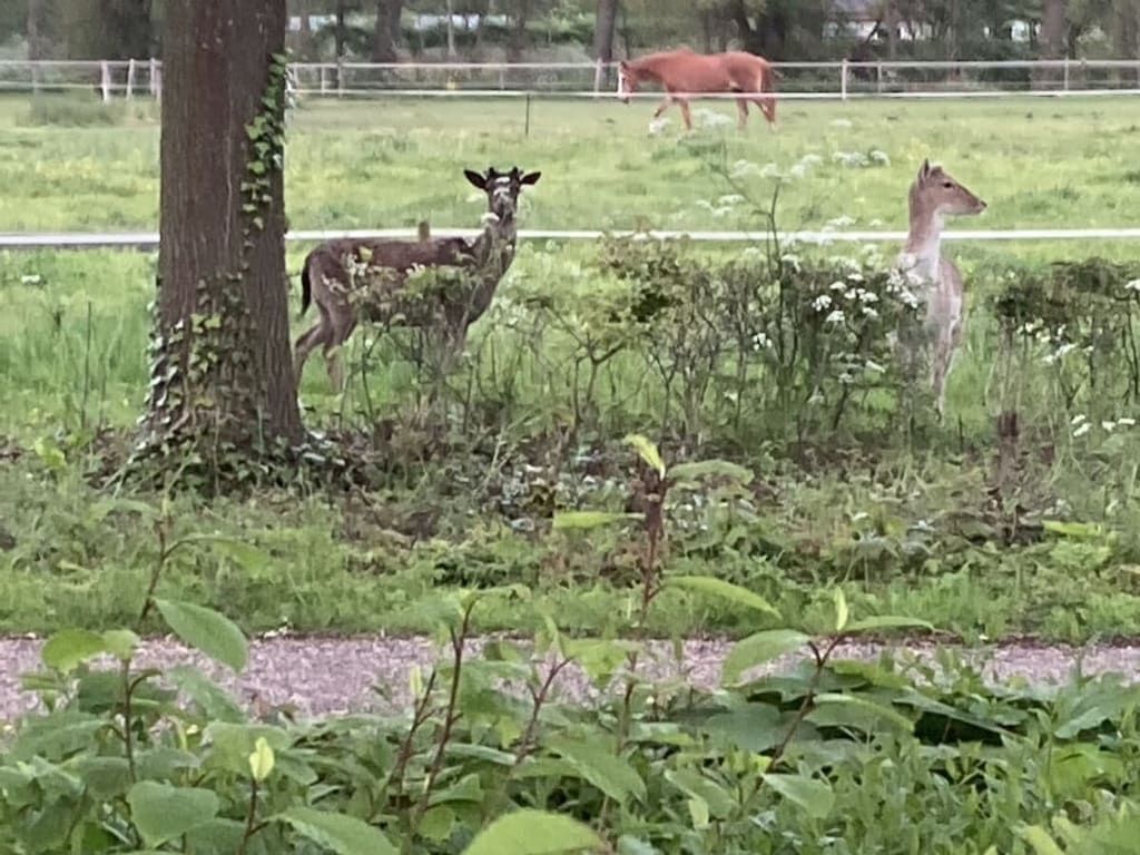 52572 in Oostkapelle - Foto 13 van 43