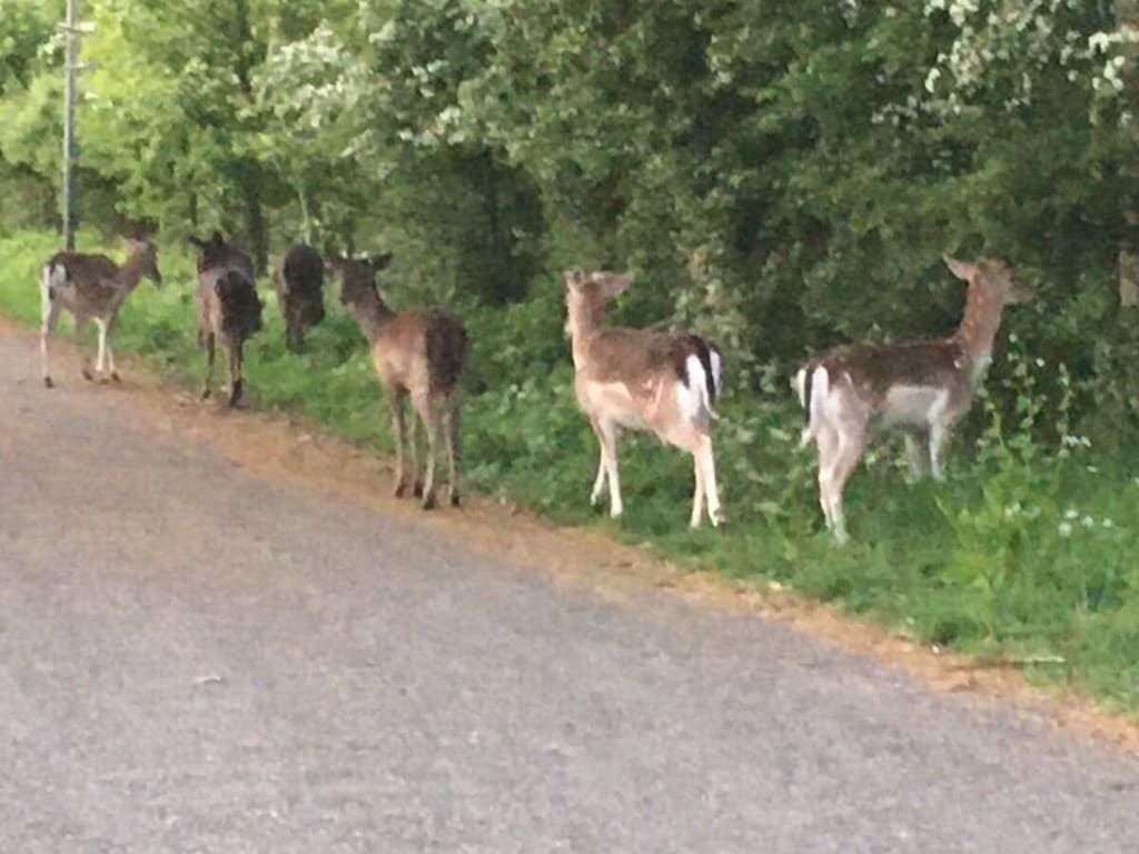52572 in Oostkapelle - Foto 8 van 43