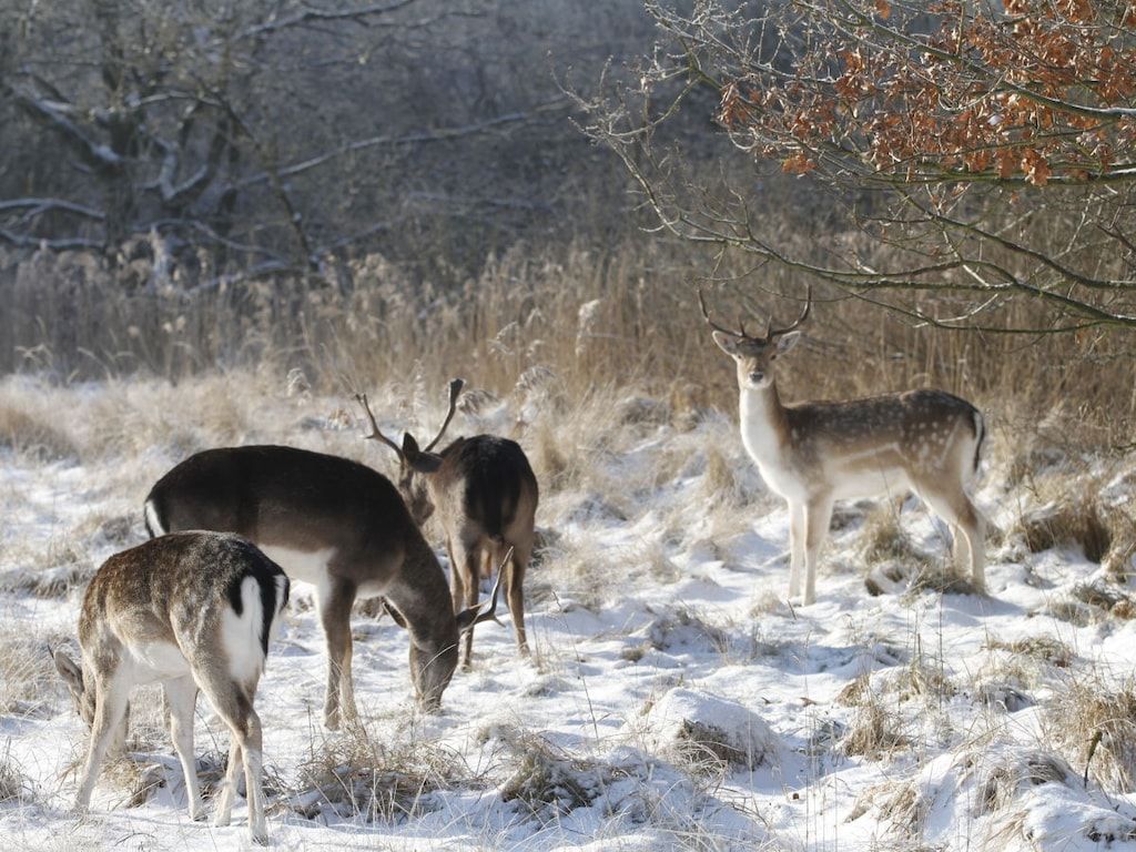 148676 in Noordwijk - Foto 19 van 21