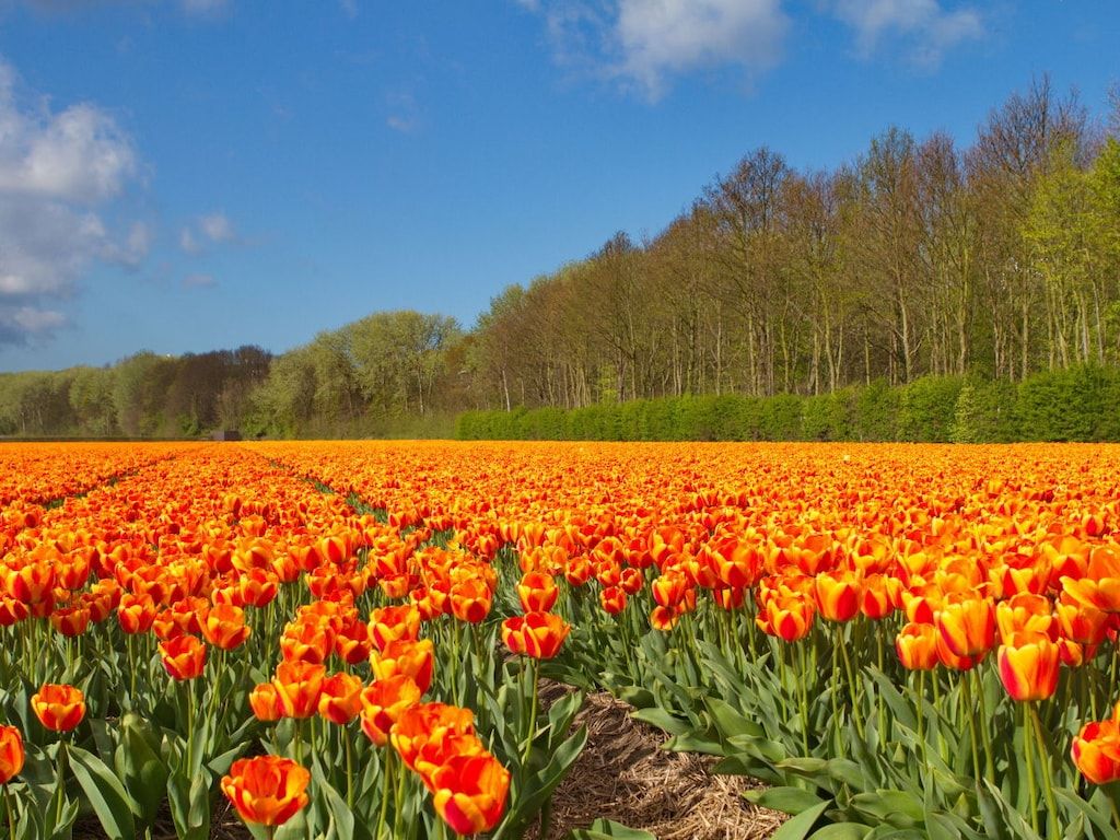 148676 in Noordwijk - Foto 20 van 21