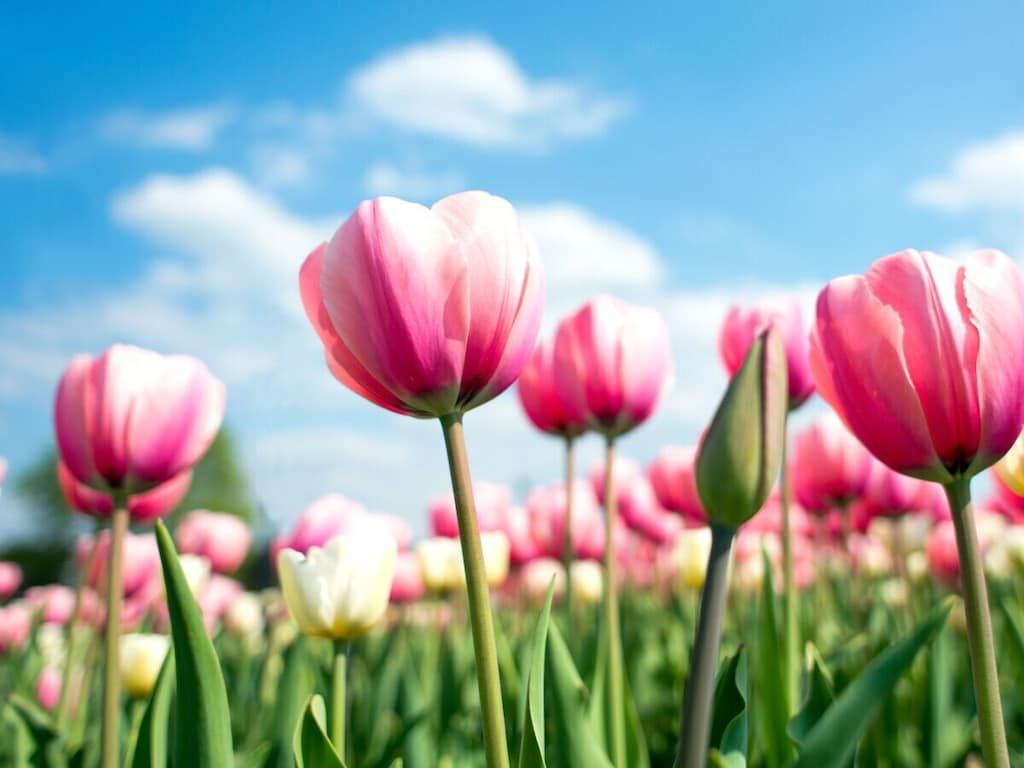 241556 in Noordwijk ZH - Foto 22 van 23