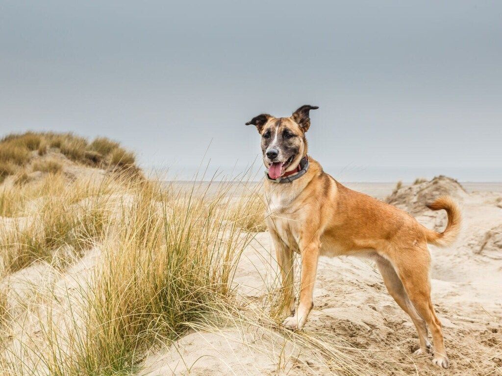 324632 in Noordwijk ZH - Foto 21 van 27