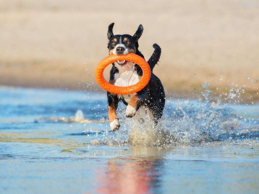 631772 in Noordwijk ZH - Foto 22 van 26