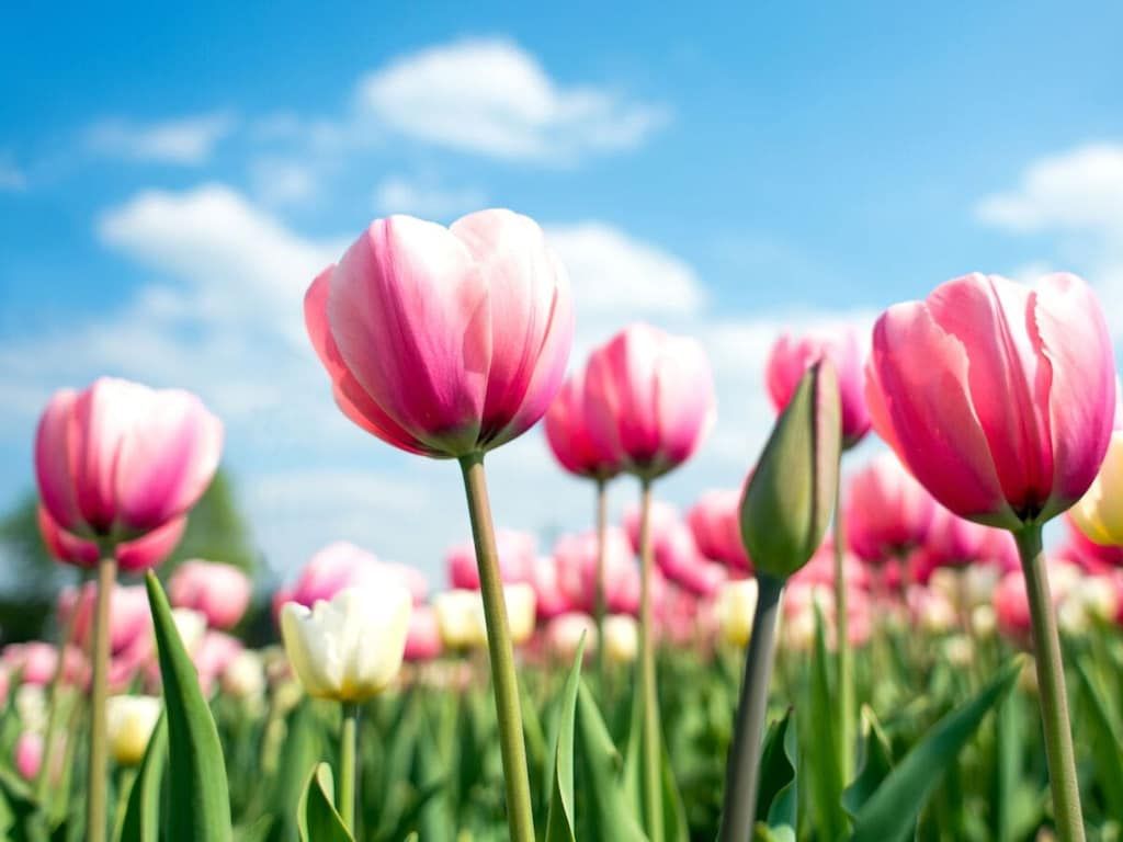 631772 in Noordwijk ZH - Foto 25 van 26