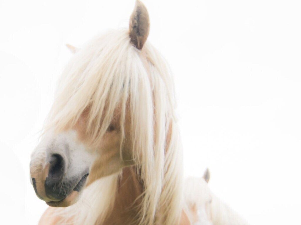 277614 in Hollum - Foto 22 van 26