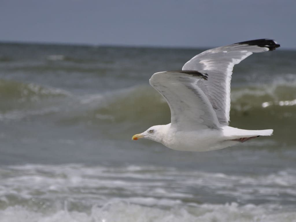 242848 in Domburg - Foto 16 van 21