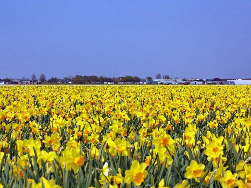 29197 in Noordwijk - Foto 18 van 24