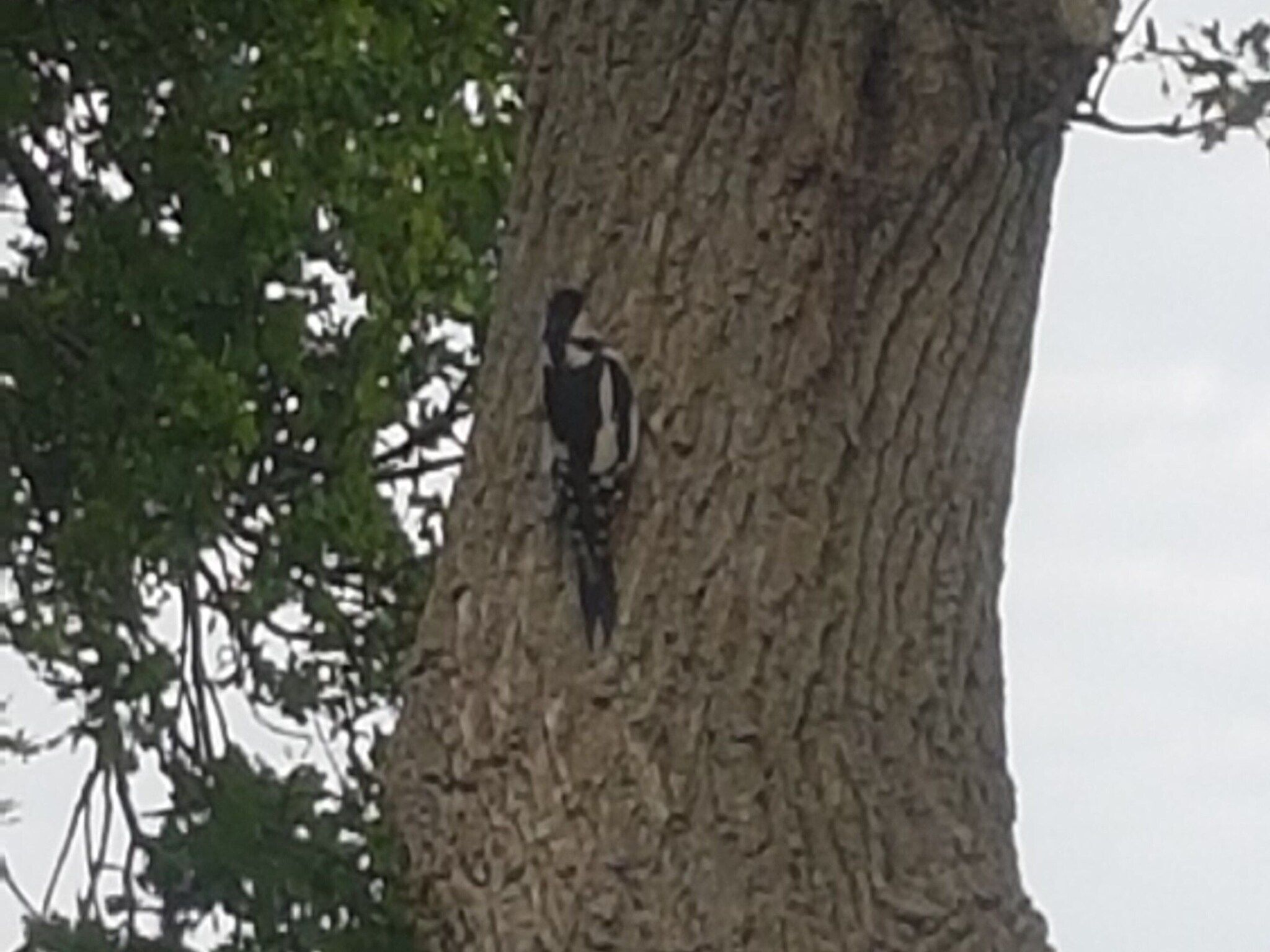 De tuin van Buitenplaats Berg en Bos nummer 18 in Lemele