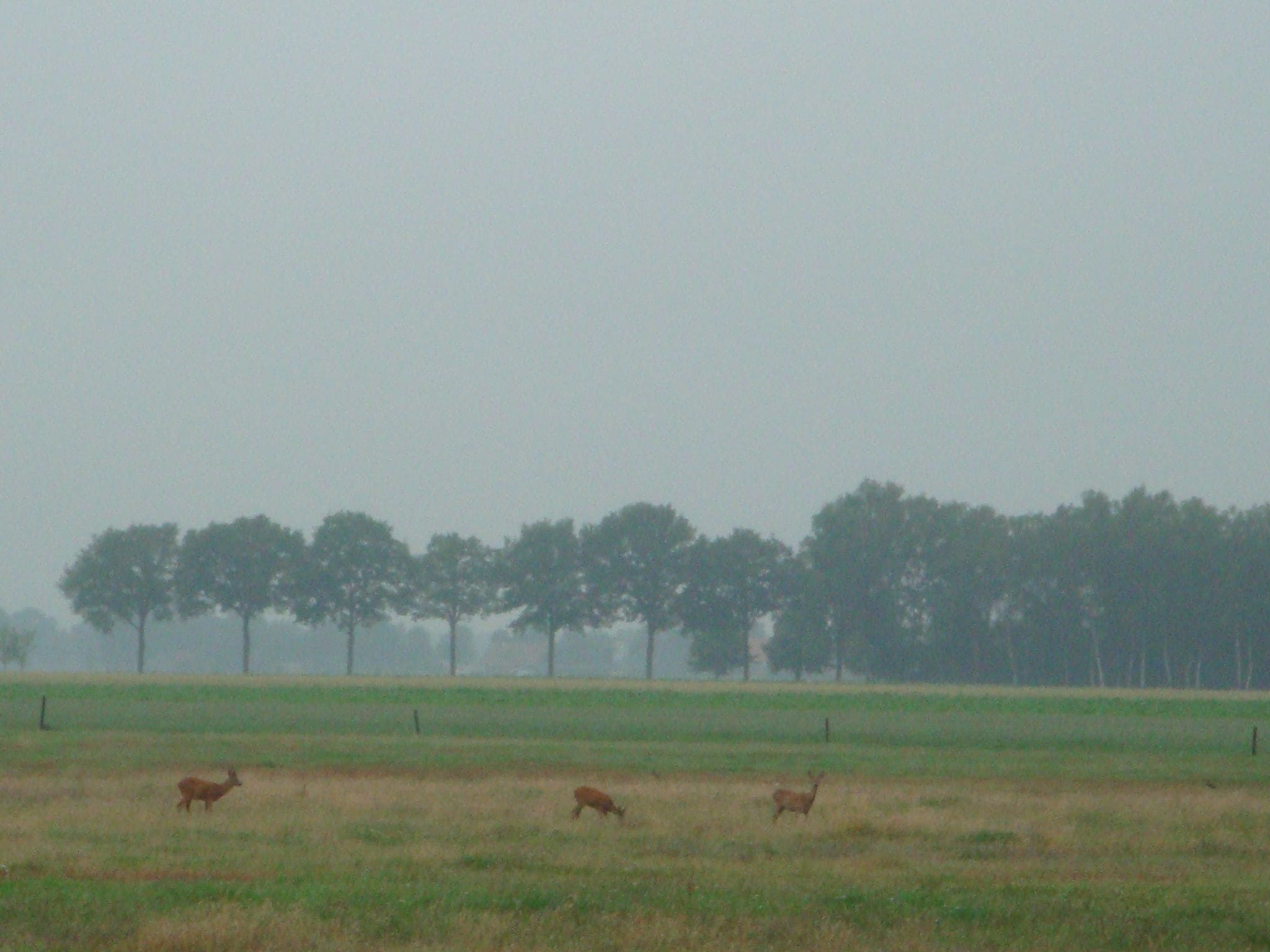 Het uitzicht vanaf Buitenplaats Berg en Bos nummer 18 in Lemele
