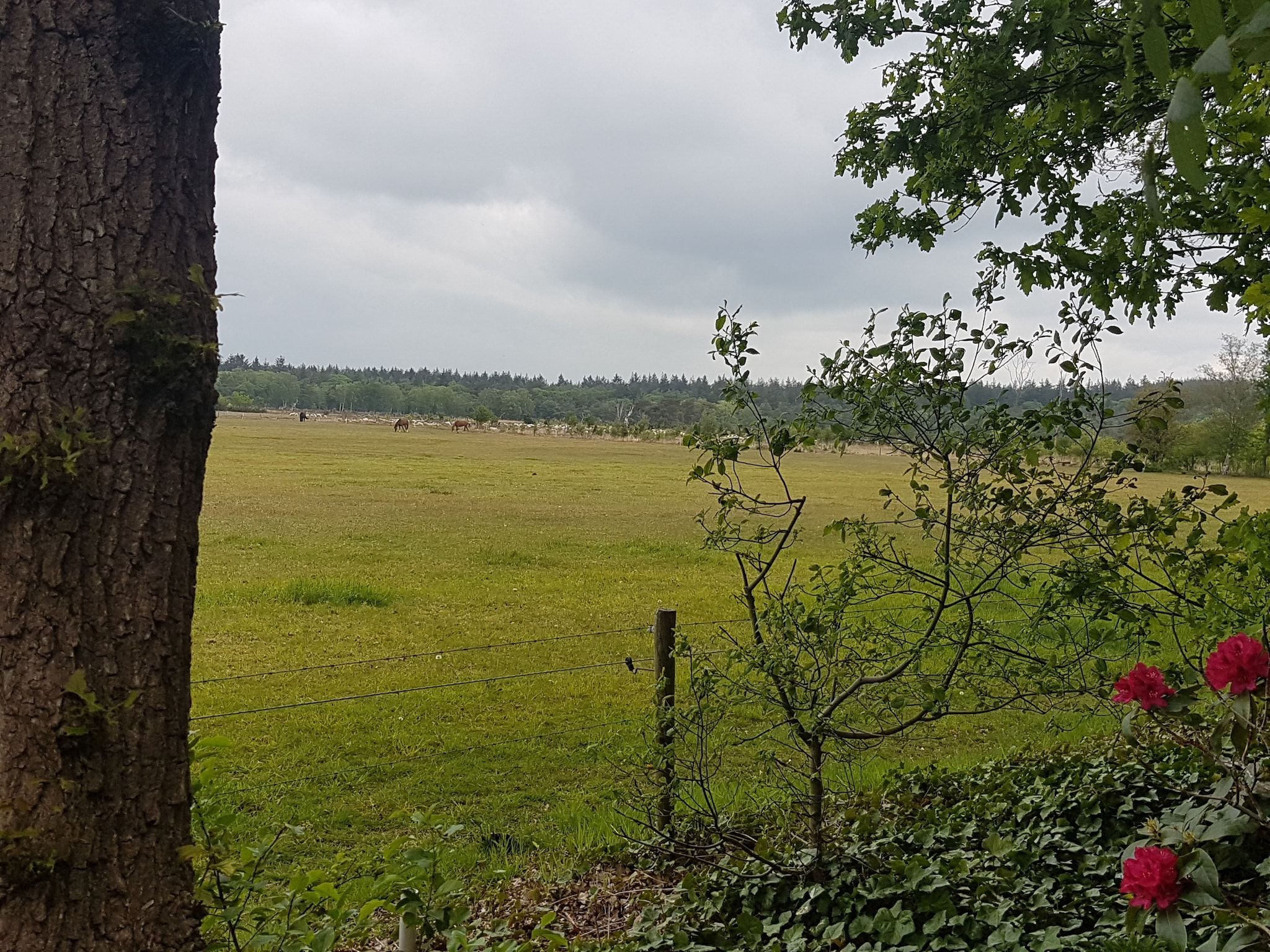 Het uitzicht vanaf Buitenplaats Berg en Bos nummer 18 in Lemele