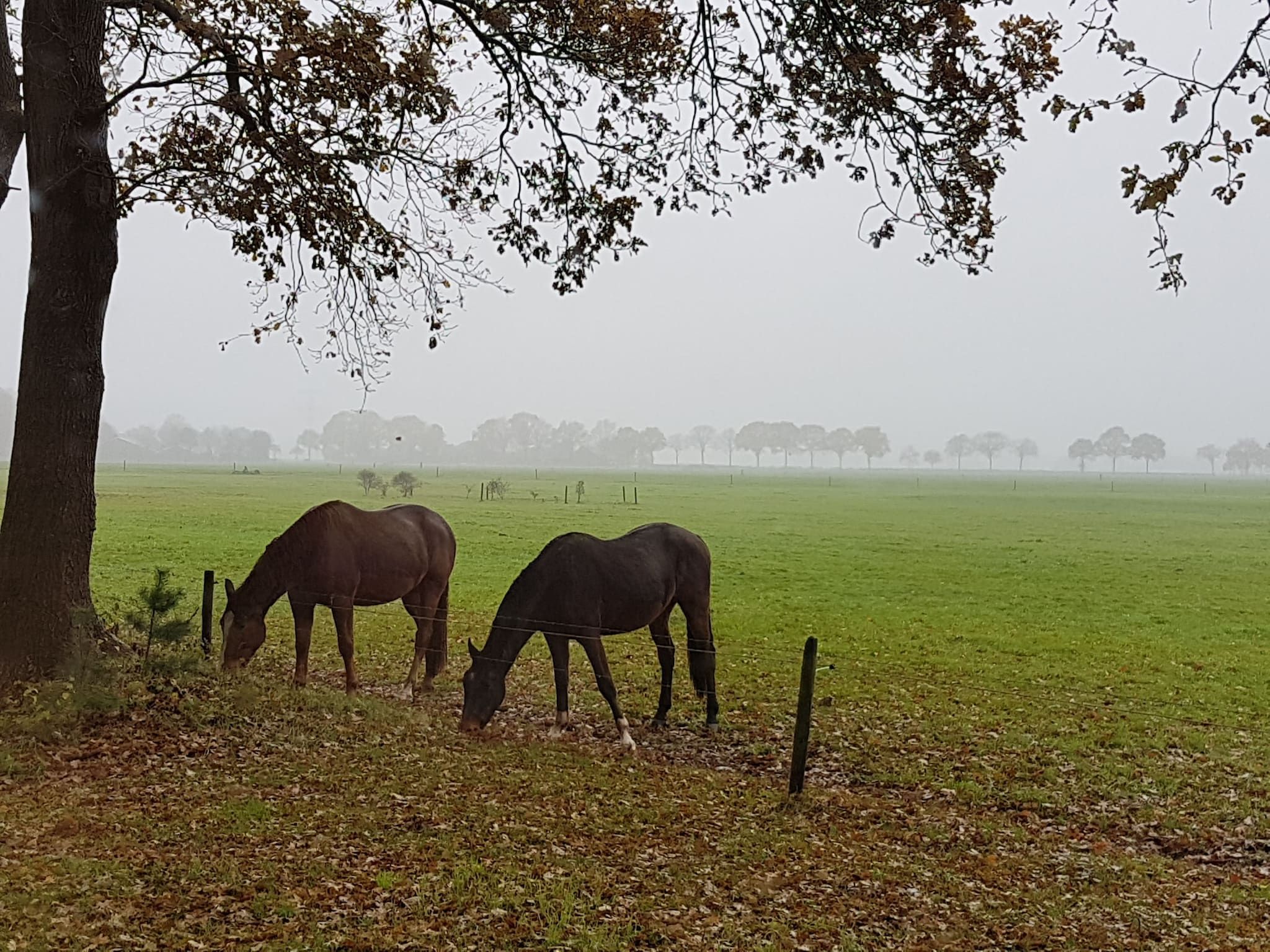 Het uitzicht vanaf Buitenplaats Berg en Bos nummer 18 in Lemele