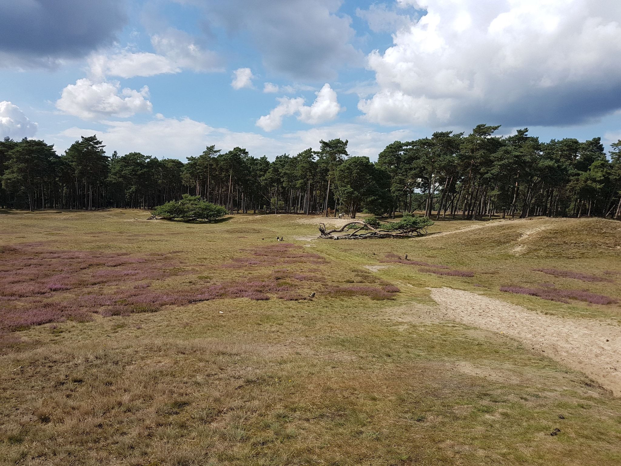 Buitenplaats Berg en Bos nummer 18 in Lemele - Foto 25 van 30